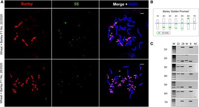 Plasticity of parental CENH3 incorporation into the centromeres in wheat × barley F1 hybrids